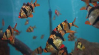 Tiger Barb (Puntigrus tetrazona) Uttarakhand 'daki Dehradun Hayvanat Bahçesi' nde büyük bir akvaryumda. Çocuk parkının ve doğal hayatı koruma alanının turistik cazibesi.