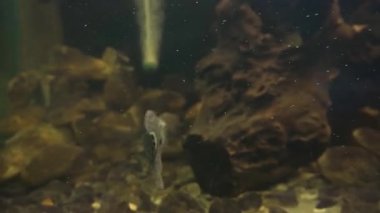 Scat (Scatophagus argus) Uttarakhand 'daki Dehradun Hayvanat Bahçesi' nde büyük bir akvaryumda görüldü. Çocuk parkının ve doğal hayatı koruma alanının turistik cazibesi.
