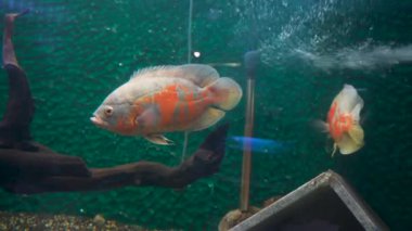 Oskar Balığı (Astronotus ocellatus) Uttarakhand 'daki Dehradun Hayvanat Bahçesi' nde büyük bir akvaryumda. Çocuk parkının ve doğal hayatı koruma alanının turistik cazibesi.