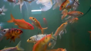 Uttarakhand, Dehradun Hayvanat Bahçesi 'ndeki büyük akvaryumda Koi Balığı (Cyprinus rubrofuscus). Çocuk parkının ve doğal hayatı koruma alanının turistik cazibesi.