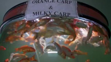 Orange Carp (Cyprinus carpio) ve Milky Carp (Cyprinus carpio), Uttarakhand 'deki Dehradun Hayvanat Bahçesi' nde büyük bir akvaryumda yaşarlar. Çocuk parkının ve doğal hayatı koruma alanının turistik cazibesi.