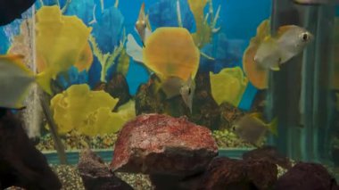 Gümüş Moonyfish (Monodactylus argenteus) Uttarakhand 'daki Dehradun Hayvanat Bahçesi' nde büyük bir akvaryumda. Çocuk parkının ve doğal hayatı koruma alanının turistik cazibesi.