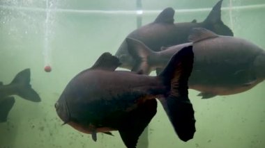 Tambaqui (Colossoma makropomum) Uttarakhand 'daki Dehradun Hayvanat Bahçesi' nde büyük bir akvaryumda. Çocuk parkının ve doğal hayatı koruma alanının turistik cazibesi.