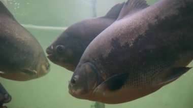 Tambaqui (Colossoma makropomum) Uttarakhand 'daki Dehradun Hayvanat Bahçesi' nde büyük bir akvaryumda. Çocuk parkının ve doğal hayatı koruma alanının turistik cazibesi.