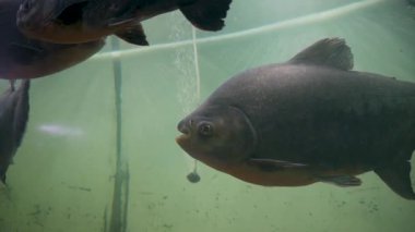Tambaqui (Colossoma makropomum) Uttarakhand 'daki Dehradun Hayvanat Bahçesi' nde büyük bir akvaryumda. Çocuk parkının ve doğal hayatı koruma alanının turistik cazibesi.