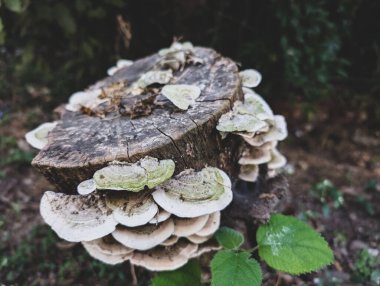 Uttarakhand, Hindistan 'da bir ağaç kütüğünde yetişen Türkiye kuyruk mantarları (Trametes versicolor).
