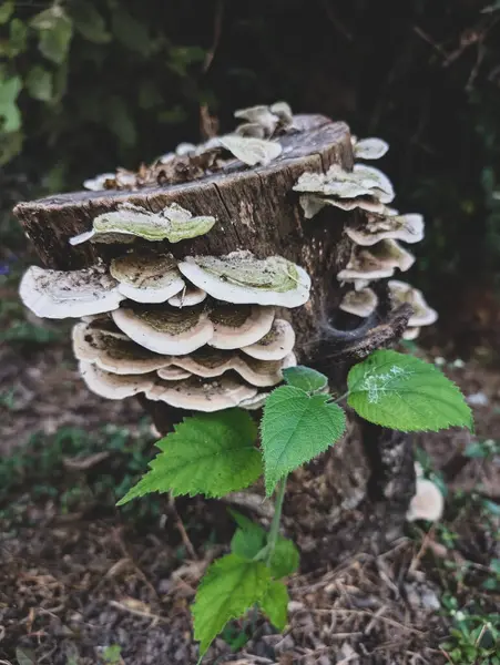 Uttarakhand, Hindistan 'da bir ağaç kütüğünde yetişen Türkiye kuyruk mantarları (Trametes versicolor).