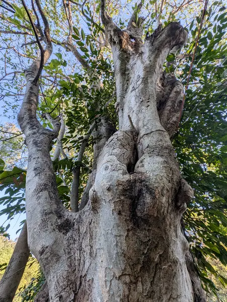 İnsan vücudunun farklı yapılarını andıran büyük bir tutsak deliği olan ağaç Hindistan 'da sanatsal doğa fotoğrafçılığı sergiliyor..