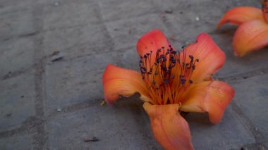 Titrek düşen Bombax ceiba (Pamuk Ağacı) çiçekleri Hindistan 'ın Uttarakhand kentinde bahar boyunca zemini örtüyor..