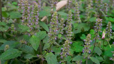 Vietnam merhemi (Elsholtzia ciliata) Hindistan 'ın Uttarakhand kentinin doğal güzelliğinde yetişen bitki ve çiçekler..