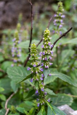 Vietnam merhemi (Elsholtzia ciliata) Hindistan 'ın Uttarakhand kentinin doğal güzelliğinde yetişen bitki ve çiçekler..