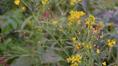 Hindistan 'ın Uttarakhand kentindeki organik bir bahçede mor çiçekli Brinjal veya Aubergine (Solanum melongena) kozaları.