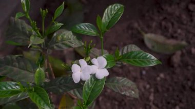 Crape Jasmine çiçekleri (Tabernaemontana divaricata) doğal güzelliği ve saflığı sembolize eden organik Hint bahçesinde serpilmiştir..