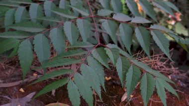 Hindistan 'ın Uttarakhand kentindeki bir botanik bahçesinde büyüyen Koelreuteria yaprakları canlı yeşillikler ve doğal güzellikler sergiliyor..