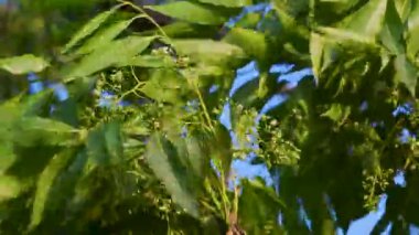 Hindistan 'ın Uttarakhand ormanında yeni tohum kabukları ve yapraklarla yakın ağaç (Azadirachta indica). Organik tarım.