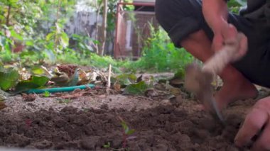 Hindistan 'ın Uttarakhand kentindeki sürdürülebilir bitki yetiştiriciliği için bütünsel organik tarım ve el emeğinin uygulamalarını gösteren bir bahçe çapasıyla toprağı tamir eden eller..