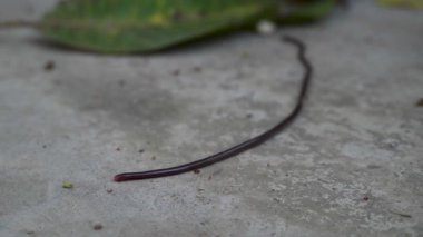 Toprakta çözünen toprak solucanının (Lumbricus terrestris) yakın çekimi, toprak biyolojik çeşitliliği ve verimliliği vurguluyor.