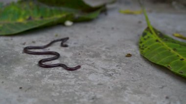 Toprakta çözünen toprak solucanının (Lumbricus terrestris) yakın çekimi, toprak biyolojik çeşitliliği ve verimliliği vurguluyor.