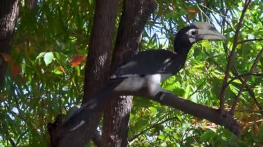 Uttarakhand, Hindistan 'daki Dehradun ormanındaki Doğu Pied Hornbill' in (Anthracoceros albirostris) yakın çekimi.