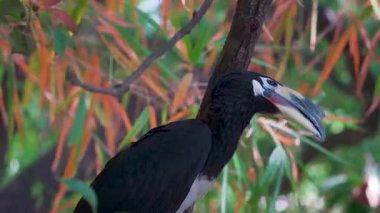 Uttarakhand, Hindistan 'daki Dehradun ormanındaki Doğu Pied Hornbill' in (Anthracoceros albirostris) yakın çekimi.
