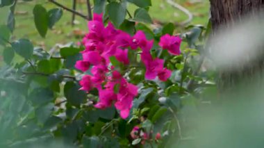Bougainvillea spektabilis, Pembe Bougainvillea Hindistan 'da organik bir bahçede gelişiyor..