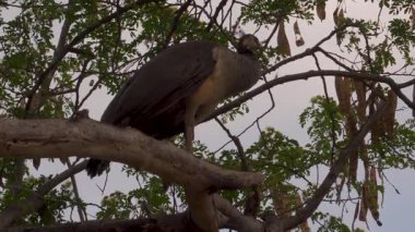 Hint Peahen (Pavo cristatus), Hindistan 'ın Haryana ormanındaki bir ağaç dalına tünemiş dişi tavus kuşu veya mavi Peafowl olarak da bilinir..