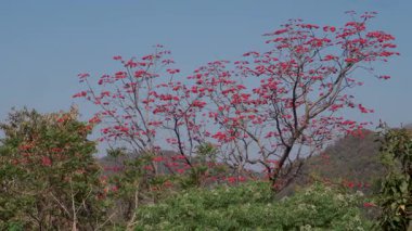 Hint mercan ağacı, Erythrina orientalis kırmızı çiçekleri Hindistan 'ın Uttarakhand kentindeki Dehradun kenti yakınlarındaki bahar ormanında çiçek açıyor..