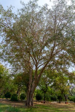 Hindistan 'da bir Vipassana meditasyon merkezinde dingin bir Bodhi ağacı (Ficus religiosa).