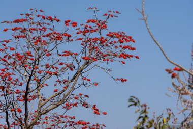 Hint mercan ağacı, Erythrina orientalis kırmızı çiçekleri Hindistan 'ın Uttarakhand kentindeki Dehradun kenti yakınlarındaki bahar ormanında çiçek açıyor..