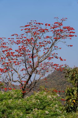 Hint mercan ağacı, Erythrina orientalis kırmızı çiçekleri Hindistan 'ın Uttarakhand kentindeki Dehradun kenti yakınlarındaki bahar ormanında çiçek açıyor..