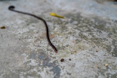 Toprakta çözünen toprak solucanının (Lumbricus terrestris) yakın çekimi, toprak biyolojik çeşitliliği ve verimliliği vurguluyor.