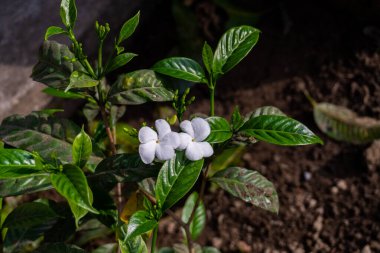 Crape Jasmine çiçekleri (Tabernaemontana divaricata) doğal güzelliği ve saflığı sembolize eden organik Hint bahçesinde serpilmiştir..