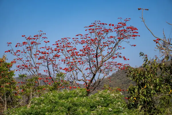 Hint mercan ağacı, Erythrina orientalis kırmızı çiçekleri Hindistan 'ın Uttarakhand kentindeki Dehradun kenti yakınlarındaki bahar ormanında çiçek açıyor..