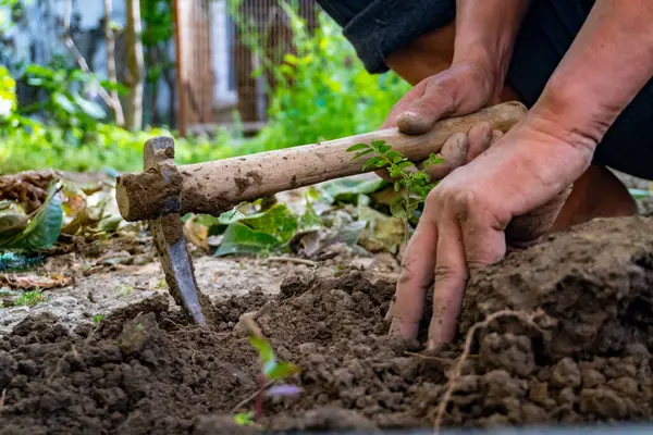 Hindistan 'ın Uttarakhand kentindeki sürdürülebilir bitki yetiştiriciliği için bütünsel organik tarım ve el emeğinin uygulamalarını gösteren bir bahçe çapasıyla toprağı tamir eden eller..