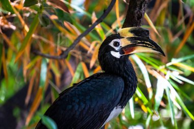 Uttarakhand, Hindistan 'daki Dehradun ormanındaki Doğu Pied Hornbill' in (Anthracoceros albirostris) yakın çekimi.