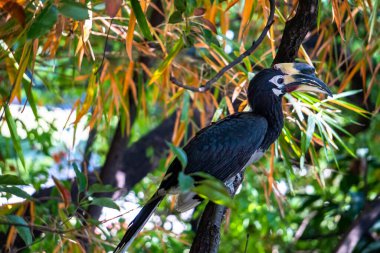 Uttarakhand, Hindistan 'daki Dehradun ormanındaki Doğu Pied Hornbill' in (Anthracoceros albirostris) yakın çekimi.