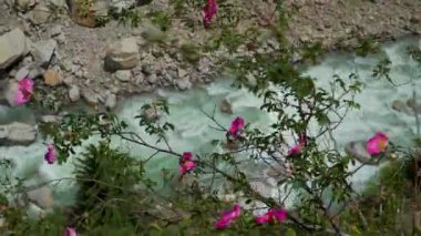 Ganj Nehri 'nin kutsal bir kolu olan Bhagirathi Nehri, Gangotri Buzulu' ndan Harsil Vadisi 'ne akar..