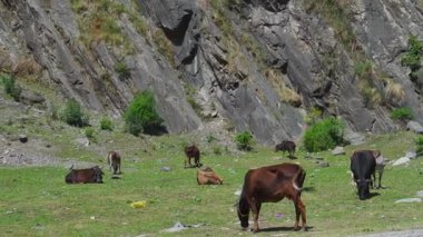 Gangotri, Uttarakhand 'ın yüksek rakımlı otlaklarında otlayan sürüler Himalaya pastoral geleneklerini sürdürüyorlar..