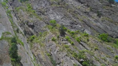 Gangotri, Uttarakhand 'ın yüksek rakımlı otlaklarında otlayan sürüler Himalaya pastoral geleneklerini sürdürüyorlar..