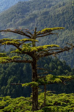 Harsil Vadisi, Uttarakhand, Hindistan 'da Himalaya manzarasıyla çevrili bir tepede tek başına duran görkemli bir deodar ağacı (Cedrus deodara)..