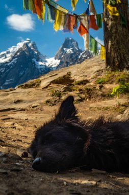 Harsil 'in Karlı Majestic Boynuzu, Harsil Vadisi, Uttarkashi' de hayvan boynuzlarını andıran ikiz zirveler, 4,800 m & 5,300 m 'ye yükseliyor. Uttarkashi. Hindistan
