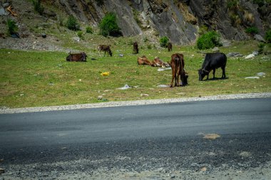 Gangotri, Uttarakhand 'ın yüksek rakımlı otlaklarında otlayan sürüler Himalaya pastoral geleneklerini sürdürüyorlar..