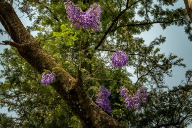 Uttarakhand, Hindistan 'da Jacaranda' nın göz kamaştırıcı mor-mavi çiçekleri canlı renklerle süslenir..