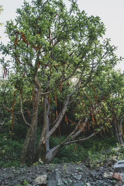 Himalaya köylerinin yukarısındaki ağaçları süsleyen geleneksel çelenkler, kültürel mirası ve ruhani uygulamaları sembolize ediyor.