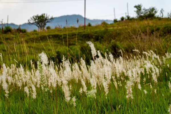 Vahşi Şeker Kamışı Çimi (Saccharum spontaneum) Himalaya rüzgarlarında sallanıyor, Uttarakhand