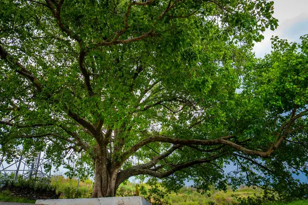 Geniş tepe örtüsü, Himalayalar ve Uttarakhand ile Büyük Peepal Ağacı (Ficus religiosa)