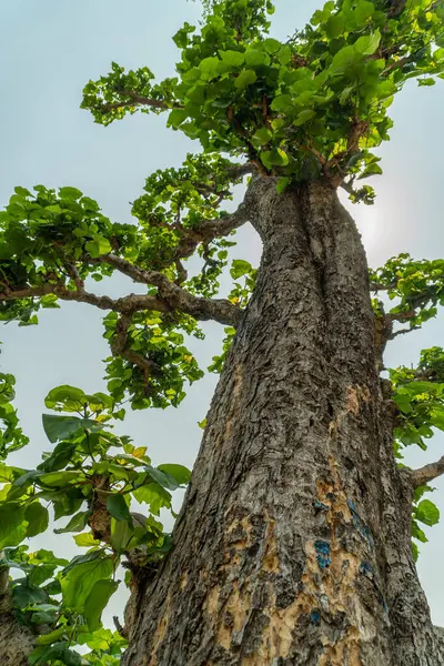 Tik ağacı olan Tectona grandis, Uttarakhand ormanlarında yaşar ve dayanıklı kereste ve geniş yapraklarıyla tanınır..