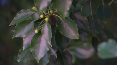 Tarçın kafur ağacı, ya da aromatik tohumları ve yapraklarıyla bilinen, ilaç ve ayinlerde yaygın olarak kullanılan Kafur ağacı..