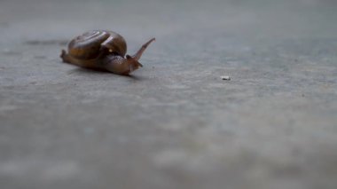 Aegopinella, Gastrodontidae familyasından küçük bir kara salyangozu, betonda sürünürken yakalandı..