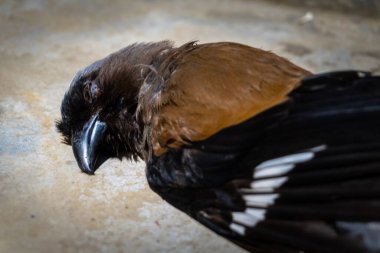 Dendrocitta formosae, ya da Grey Treepie, orta büyüklükte bir karga familyası, doğal ortamında düşmüş olarak bulundu..